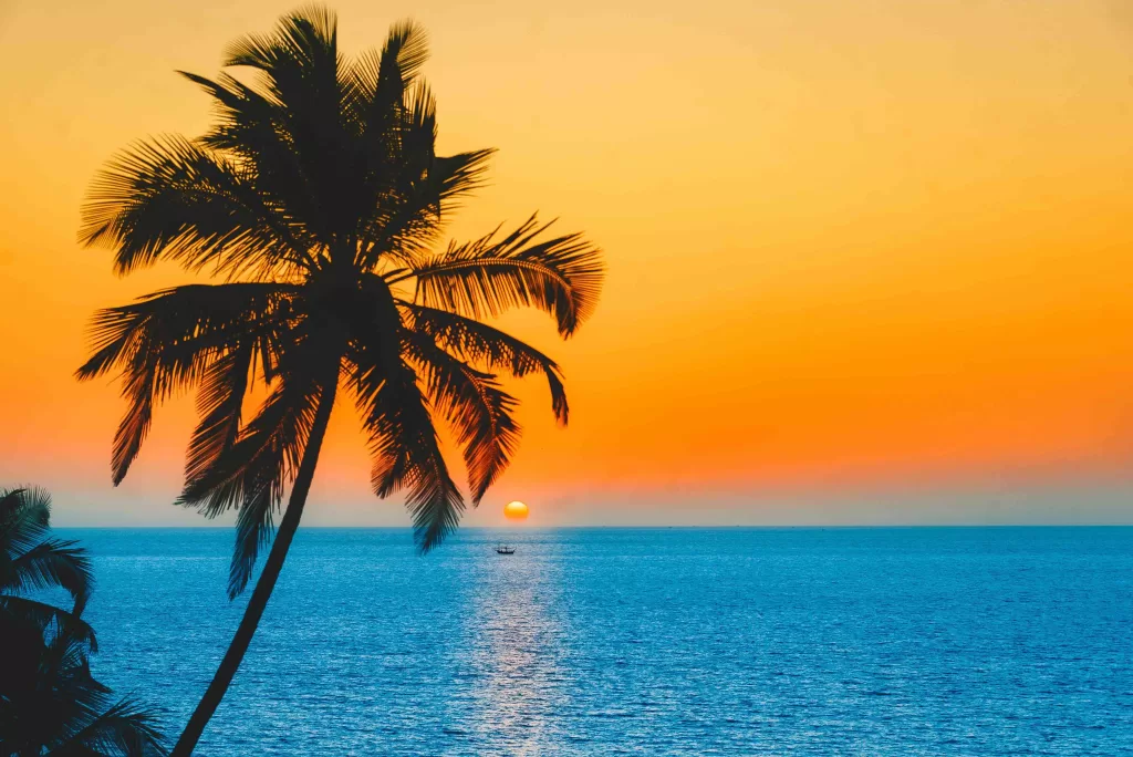 A palm tree and a sunset, part of Beautiful India