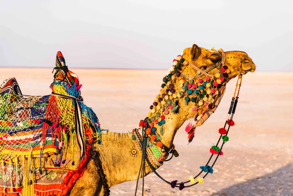 A decorated Camel