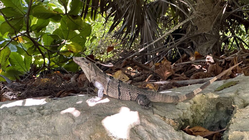 An Iguana on a rock