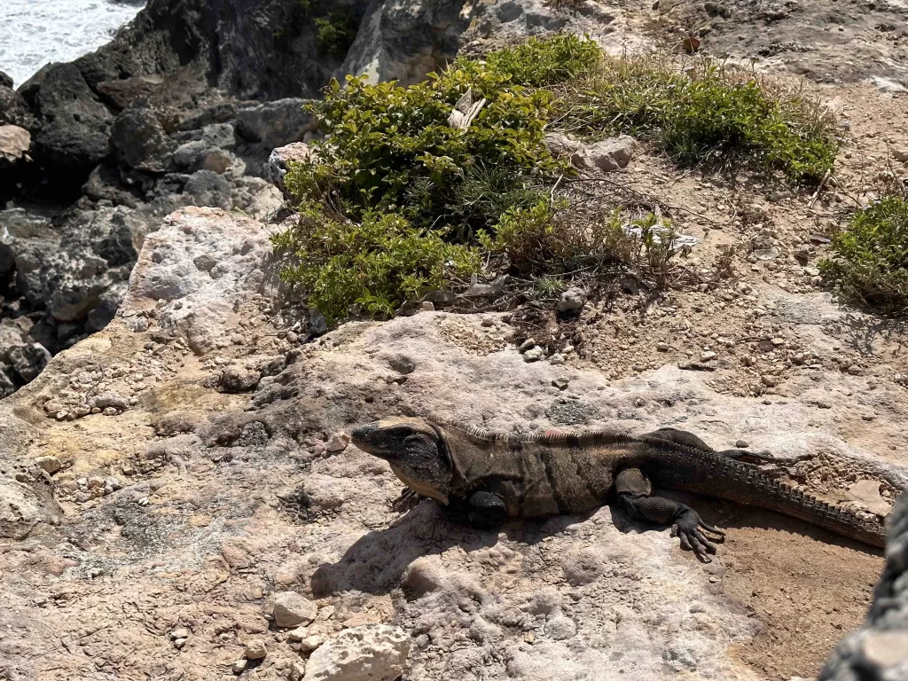 A lizard on a rock