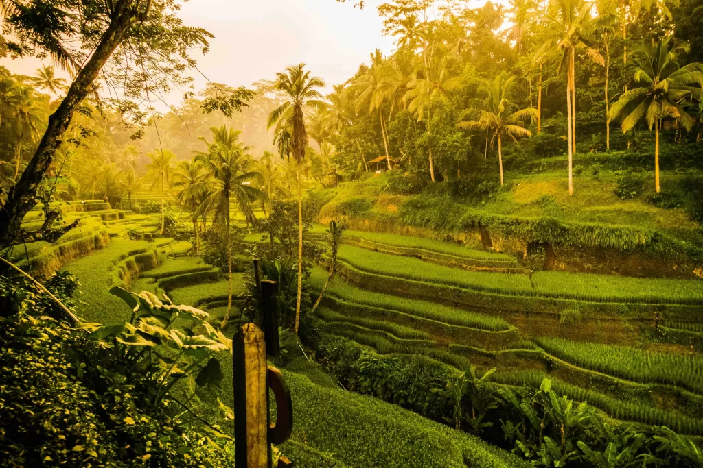 A green field with trees and bushes