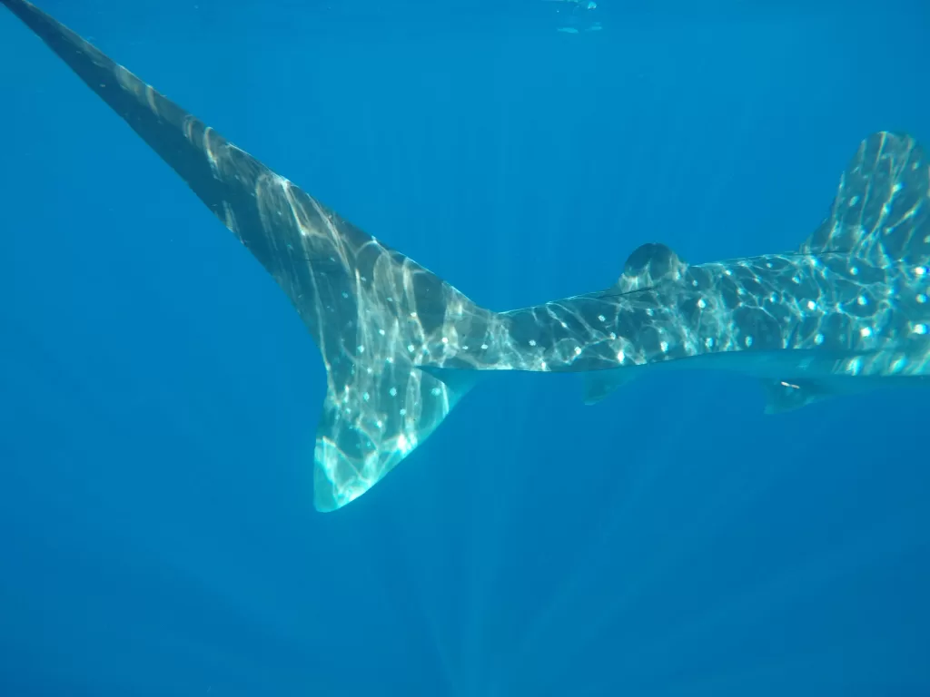 A shark swimming in the water