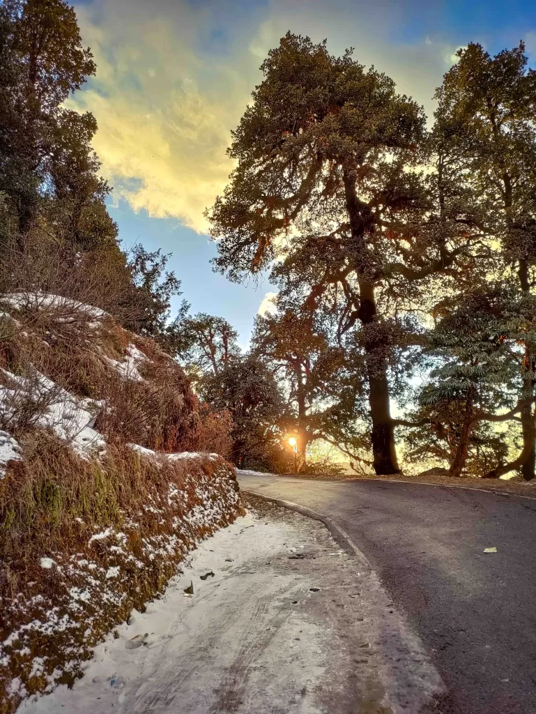 A road with trees and snow on it