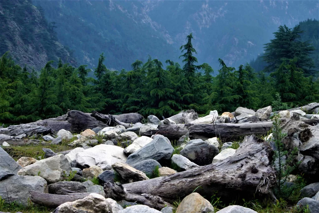 A rocky area with trees and rocks