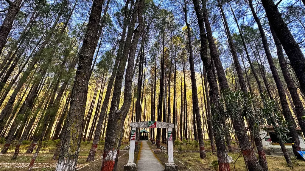 A path through a forest