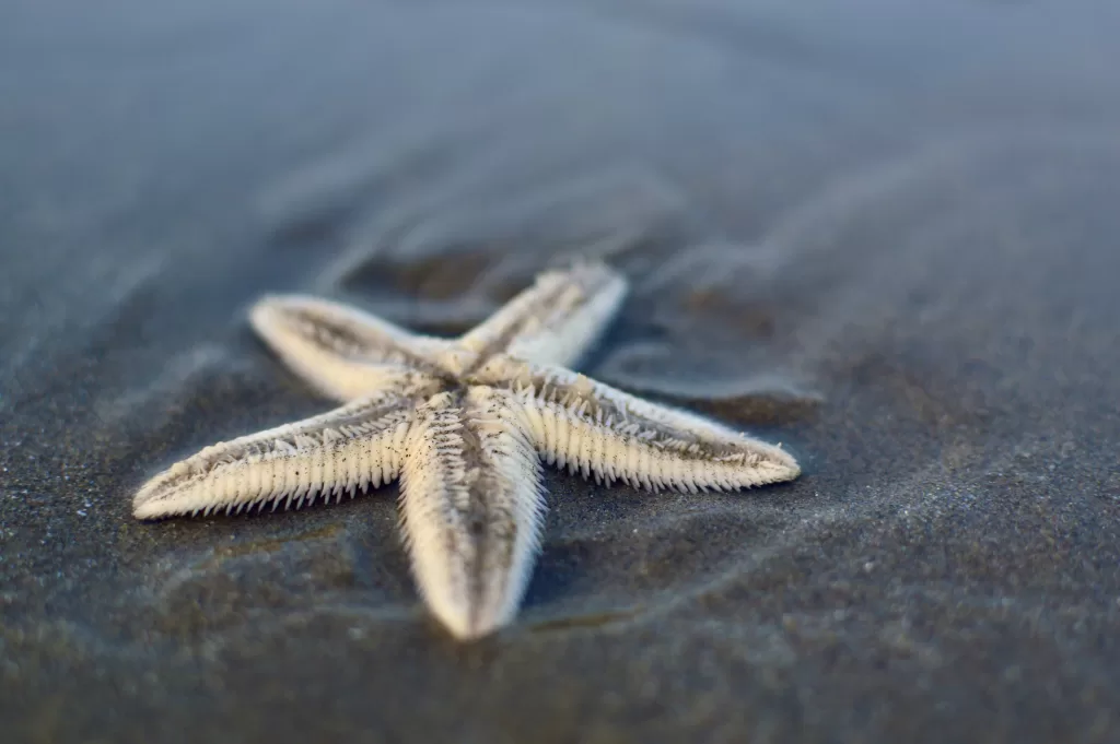 A starfish on the ocean