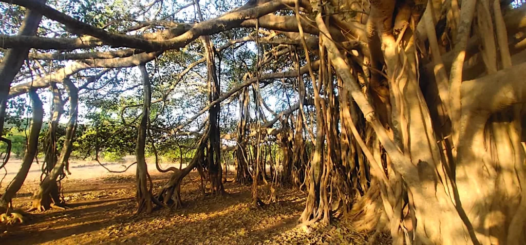 A tree with persony branches