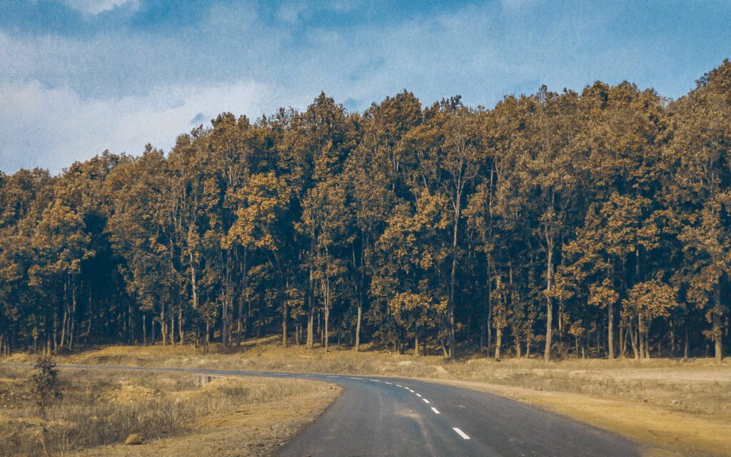 An empty curved road surrounded by a dense forest with tall trees on both sides under a blue sky.