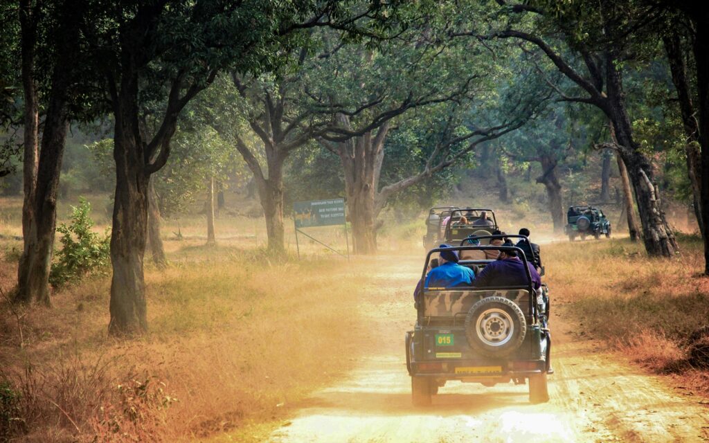 A group of people on a wildlife safari, riding in open jeeps through a dusty forest trail surrounded by tall trees.