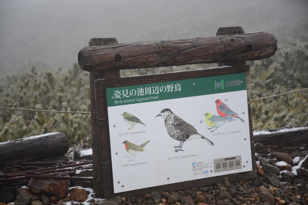 A board having drawings of different bird species