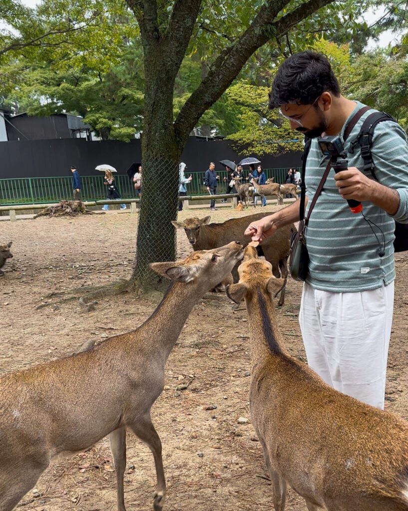 Feeding Cracker to Deer in Nara Japan