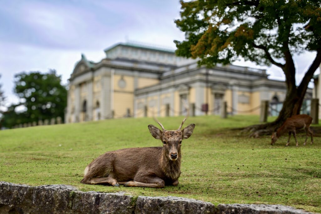 Deer Sitting in Nara Deer Park