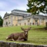 Deer Sitting in Nara Deer Park