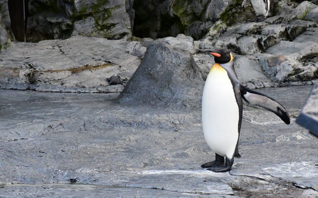 A penguin in Asahiyama Zoo, Asahikawa.