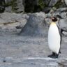 A penguin in Asahiyama Zoo, Asahikawa.