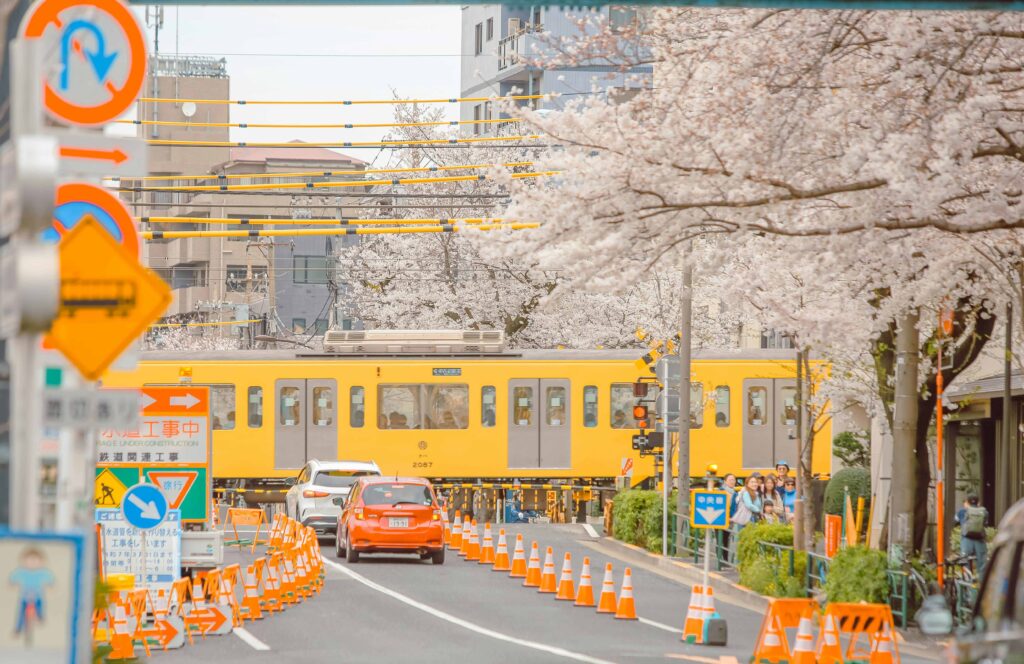 Cherry Blossom Season