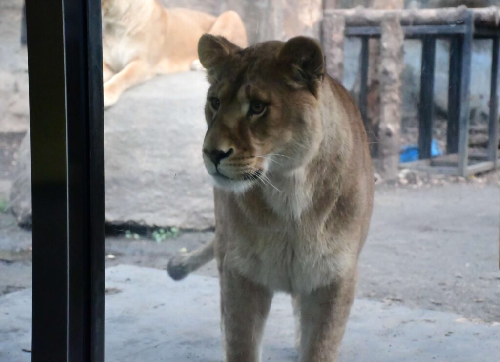 Lion at Asahiyama Zoo, Asahikawa