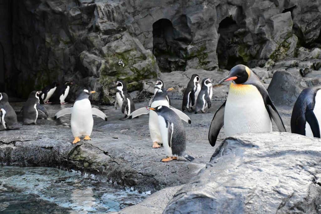 Penguins to visit - Travel from Asahikawa to Asahiyama Zoo