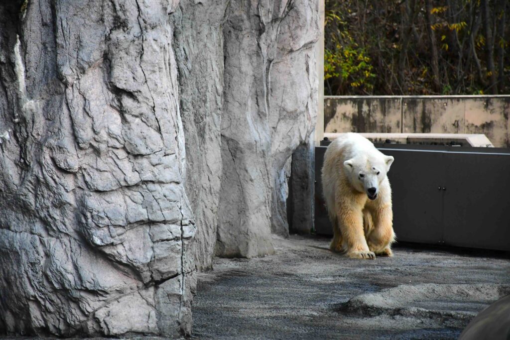 Polar bear at Hokkaido Zoo, Asahikawa