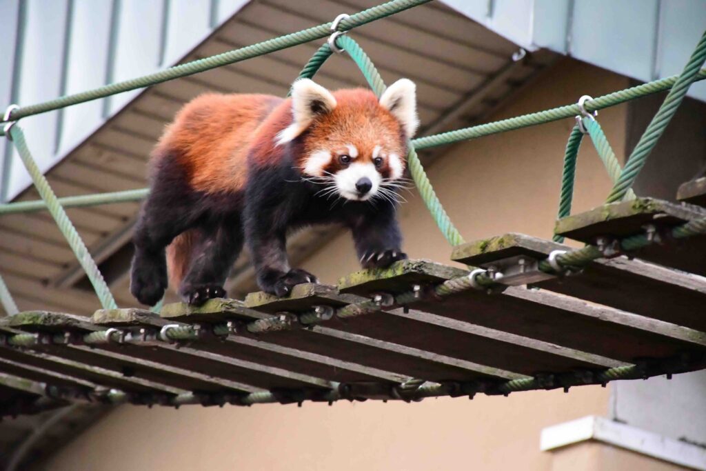 The red panda at Asahiyama Zoo, Asahikawa