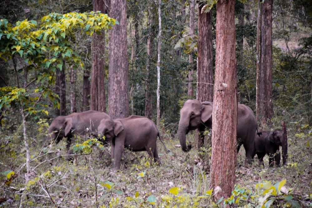 Elephants during Parambikulam wildlife safari