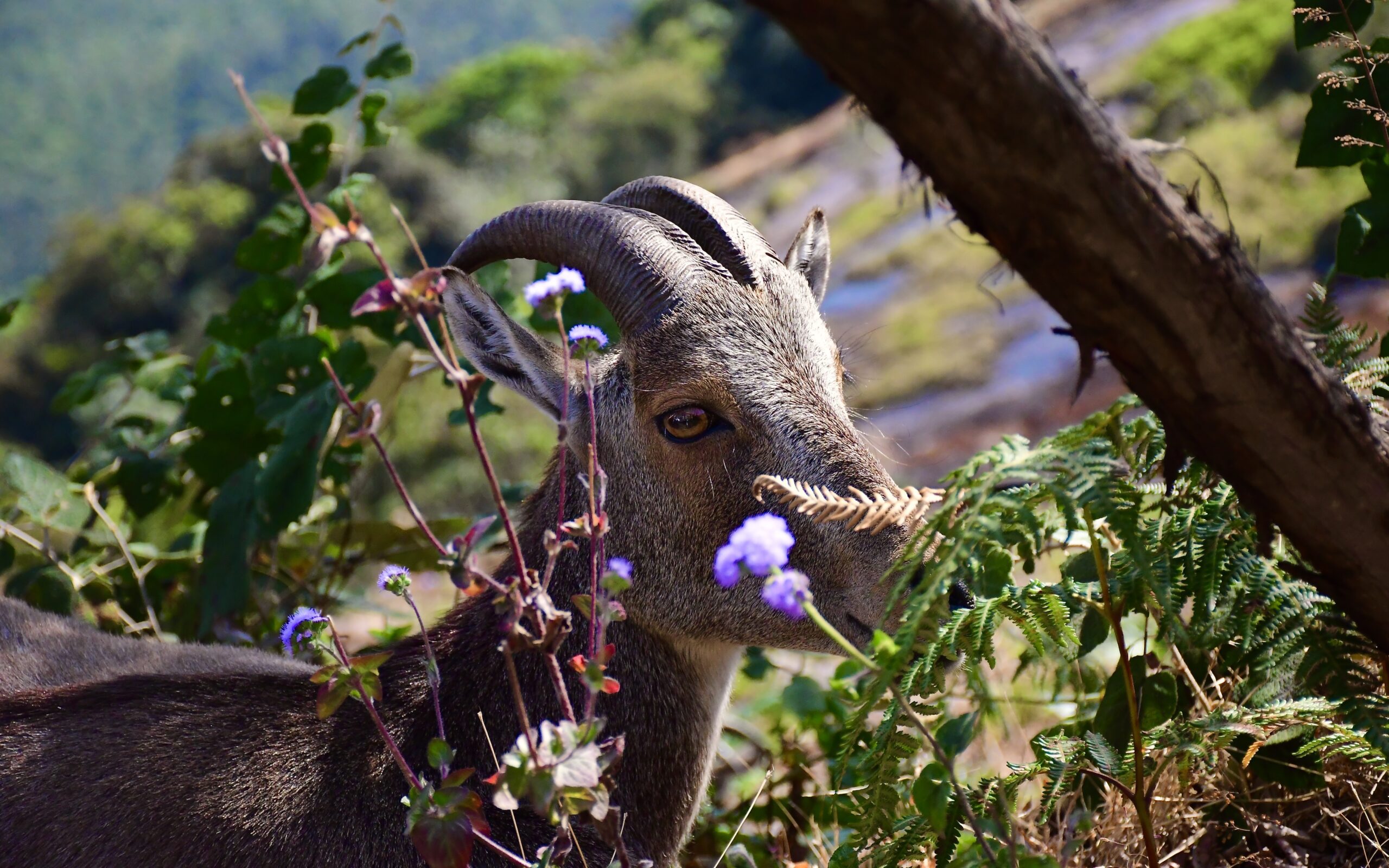 A Nilgiri Tahr stares at the camera in Eravikulam National Park Munnar Kerala