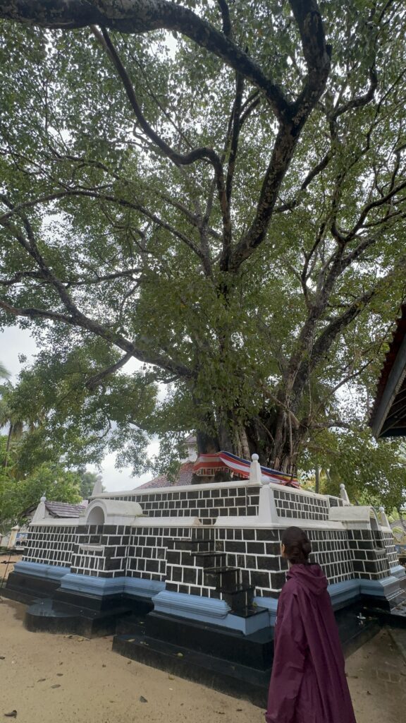 A person standing in front of a sacred Bodhi tree